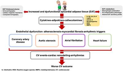 Inflammation and Cardiovascular Diseases in the Elderly: The Role of Epicardial Adipose Tissue